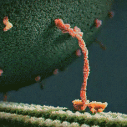 Kinesin Protein - Hydrogen bonds and Life