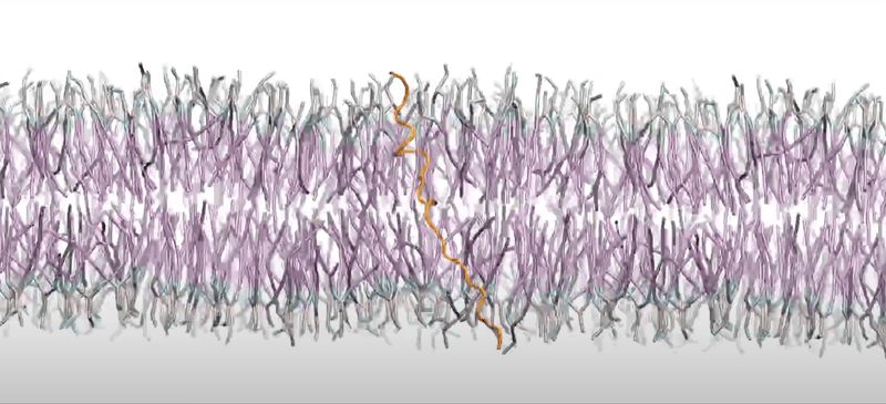 How Can Coarse-Grained Simulations Reveal Geckos' Wall-Clinging Skills? | From Atoms To Words | Arturo Robertazzi