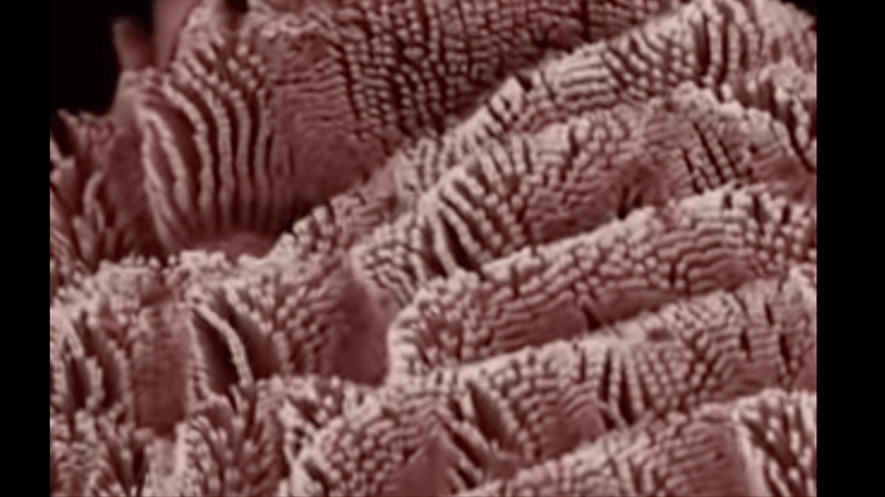 How Can Coarse-Grained Simulations Reveal Geckos' Wall-Clinging Skills? | From Atoms To Words | Arturo Robertazzi